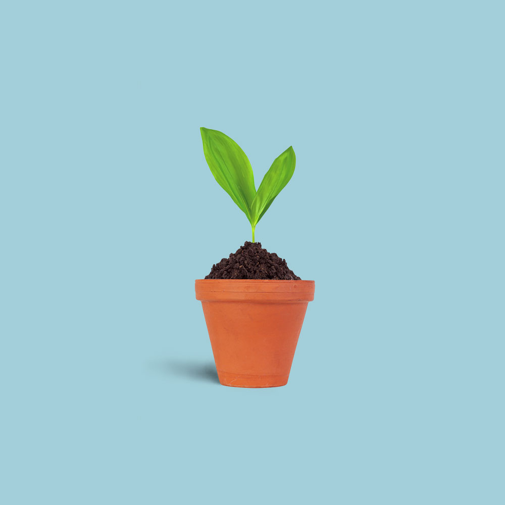 Potted plant on a pale blue background